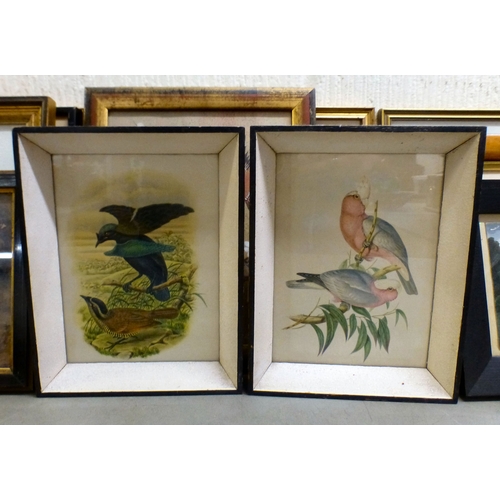 36 - Framed pictures and prints: to include ornithological studies&nbsp; 4
