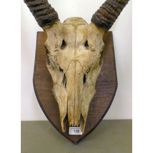 126 - Taxidermy, viz. a set of mounted antelope horns  35