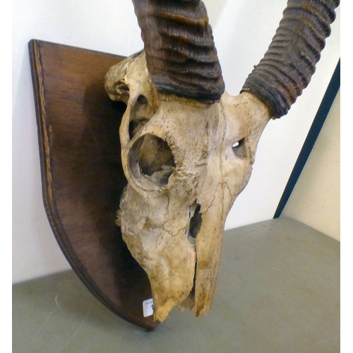 126 - Taxidermy, viz. a set of mounted antelope horns  35
