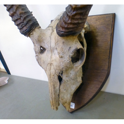 126 - Taxidermy, viz. a set of mounted antelope horns  35