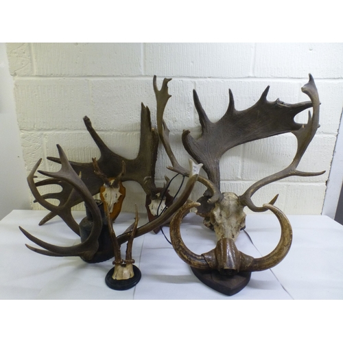 29 - Taxidermy: to include a reindeer antler  18