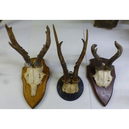 29 - Taxidermy: to include a reindeer antler  18
