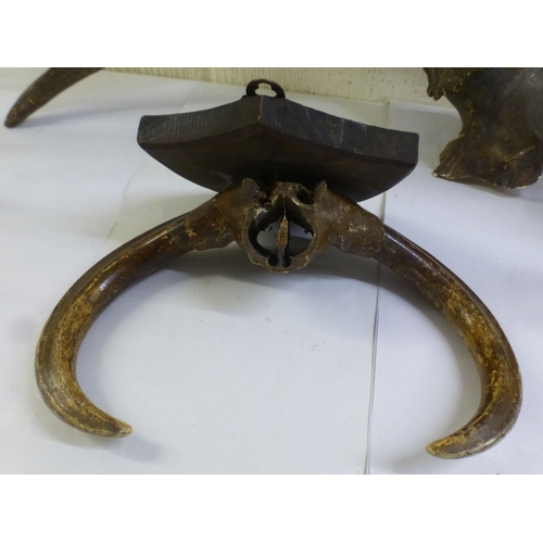 29 - Taxidermy: to include a reindeer antler  18