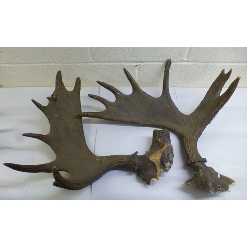 29 - Taxidermy: to include a reindeer antler  18