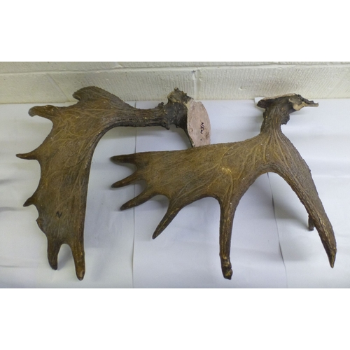 29 - Taxidermy: to include a reindeer antler  18