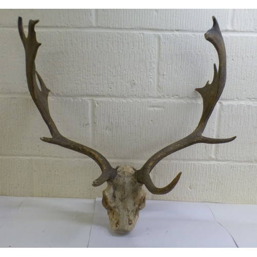 29 - Taxidermy: to include a reindeer antler  18