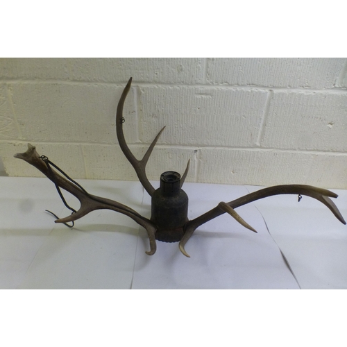 29 - Taxidermy: to include a reindeer antler  18