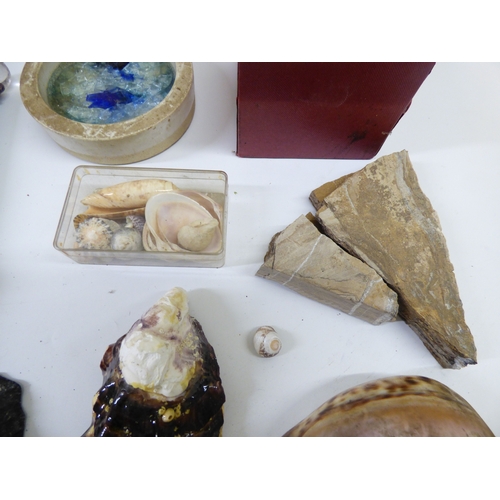 14 - Shells, rocks and minerals&nbsp; various forms
