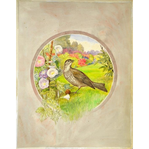 362 - Philip A. Ashley (20th century), Pair of paintings of a Missile Thrush and a Blackbird, watercolour,... 