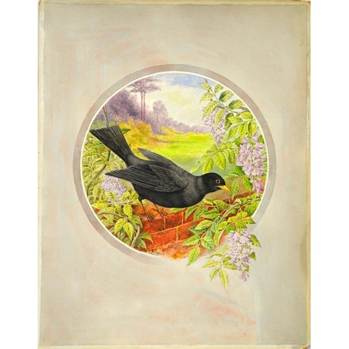 362 - Philip A. Ashley (20th century), Pair of paintings of a Missile Thrush and a Blackbird, watercolour,... 