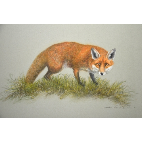 409 - Doris Williams, study of a fox, pastel, signed, glazed and framed, 40cm x 61cm