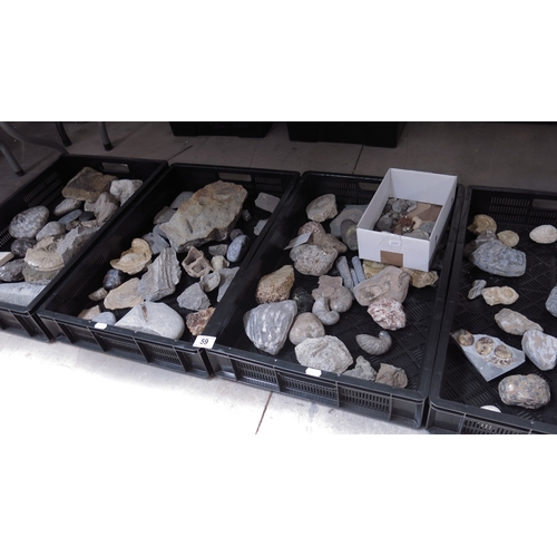 59 - A large collection of fossils, minerals and ammonites, belemnites, Gryphaea etc (4 trays)