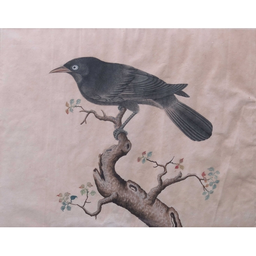 453 - Chinese School, 19th Century, ornithology studies, two birds, a pair, one on a fruiting branch, the ... 