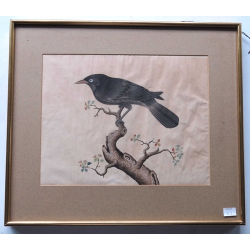 453 - Chinese School, 19th Century, ornithology studies, two birds, a pair, one on a fruiting branch, the ... 