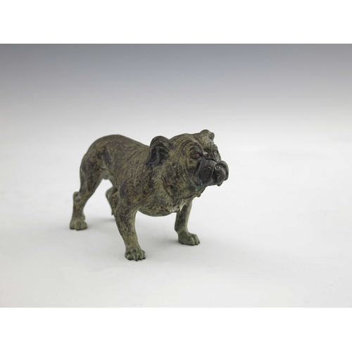 479 - An Austrian cold painted bronze figure of a bulldog, realistically modelled standing, apparently unm... 