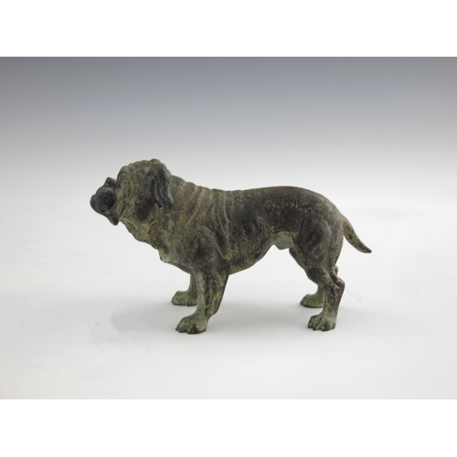 479 - An Austrian cold painted bronze figure of a bulldog, realistically modelled standing, apparently unm... 