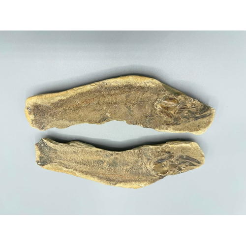 446 - A complete double fish fossil, 19.5cm long