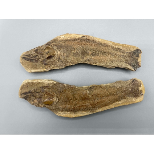 446 - A complete double fish fossil, 19.5cm long