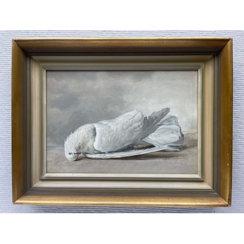 719 - Claude William Harrison (British, 1922-2009), still life of a dead white dove, signed l.r., dated 19... 