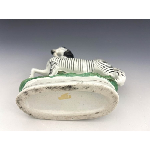 455 - A 19th century Staffordshire pottery model of a prancing zebra, modelled wearing reigns, naturalisti... 