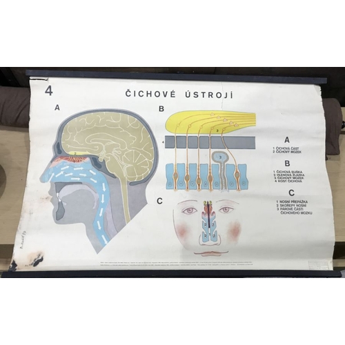 896A - A Czechoslovakian wall chart, Cichove Ustroji, 101cm wide