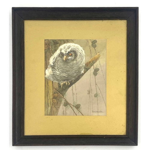 793 - R H Austin (1890-1955, Royal Worcester artist), owl, signed l.r., watercolour, 25 by 19cm, framed