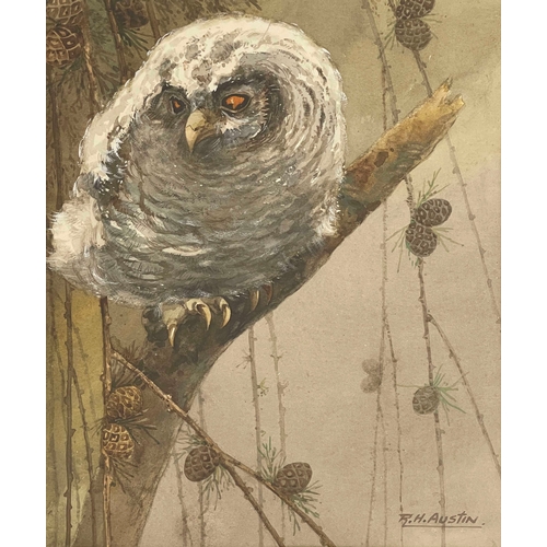 793 - R H Austin (1890-1955, Royal Worcester artist), owl, signed l.r., watercolour, 25 by 19cm, framed