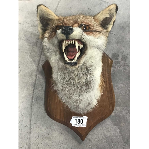 180 - Taxidermy, a fox mask mounted on wall mounted oak shield