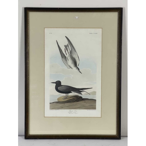 302 - After John James Audubon (French, 1785-1851), Black Tern, No. 56, plate CCLXXX. hand-coloured aquati... 