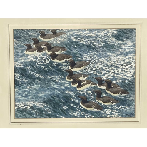 360 - Charles Frederick Tunnicliffe R.A. (British, 1901-1979), 'Summer Guillemots', signed l.r., titled ve... 