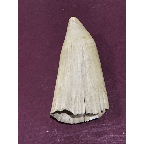 165 - A large whale's tooth, 16cm long
