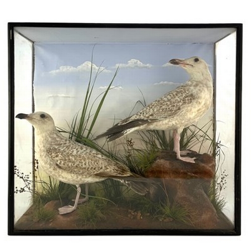 314 - Taxidermy, a late 19th Century pair of Seagulls, mounted on stumps in a naturalistic setting, painte... 