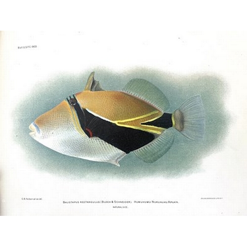 340 - 'Hawaiian Fishes', circa 1907, published by The Honolulu Rapid Transit & Land Co by Permission of Th... 