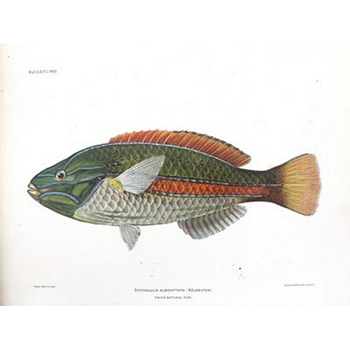 340 - 'Hawaiian Fishes', circa 1907, published by The Honolulu Rapid Transit & Land Co by Permission of Th... 