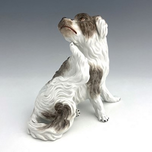 806 - A Meissen figure of a Bolognese dog, model 78528, early 20th century, after J J Kaendler, modelled s... 