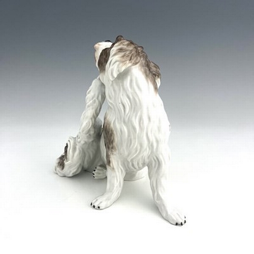 806 - A Meissen figure of a Bolognese dog, model 78528, early 20th century, after J J Kaendler, modelled s... 