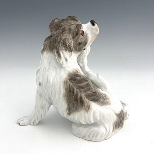 806 - A Meissen figure of a Bolognese dog, model 78528, early 20th century, after J J Kaendler, modelled s... 