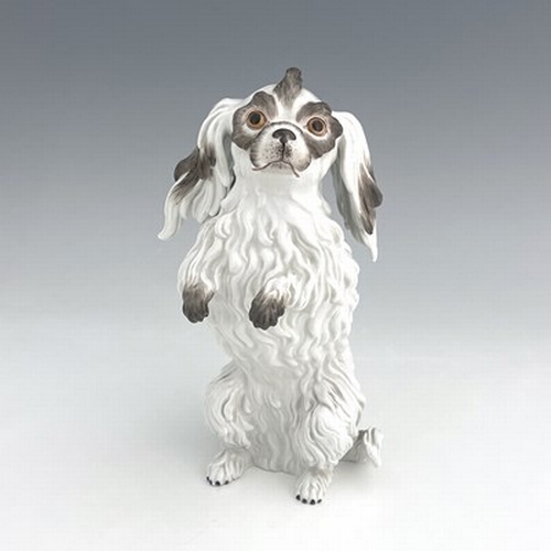 812 - A Meissen figure of a Bolognese dog, model 78586, early 20th century, after J J Kaendler, modelled s... 