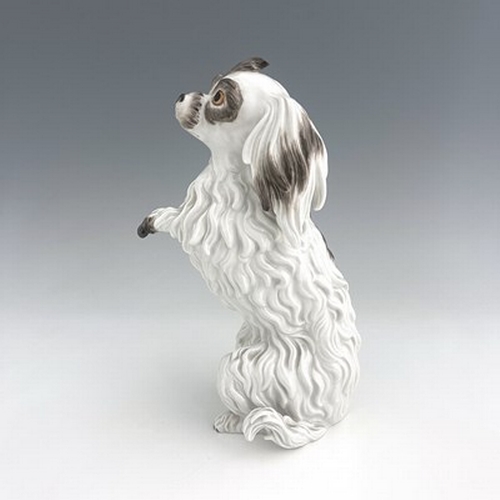 812 - A Meissen figure of a Bolognese dog, model 78586, early 20th century, after J J Kaendler, modelled s... 