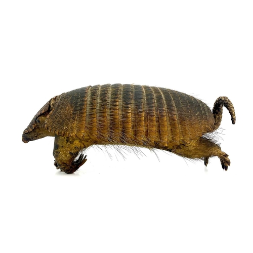 266 - Taxidermy, an early 20th Century armadillo, 16cm high, 36cm long