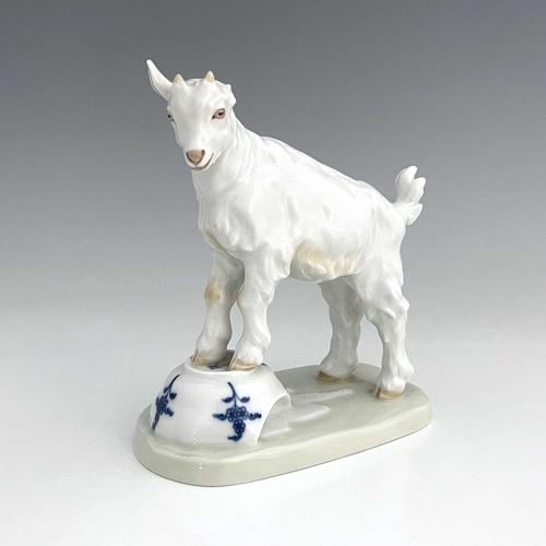 591 - A Meissen figure of a goat on a teacup, model V.107, later 20th century, 14.5cm high