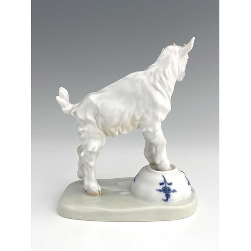 591 - A Meissen figure of a goat on a teacup, model V.107, later 20th century, 14.5cm high