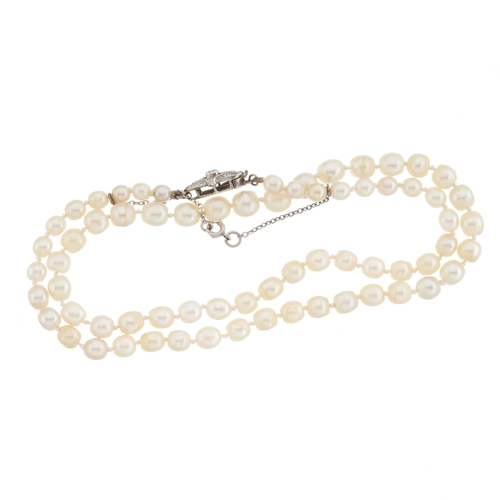 24 - An early 20th century natural pearl necklace, with platinum vari-cut diamond clasp, with report from... 