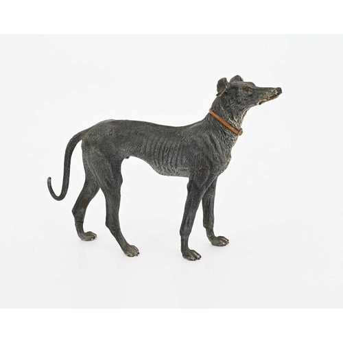 317 - An Austrian cold painted bronze figure of a greyhound, realistically modelled as a dog with collar, ... 