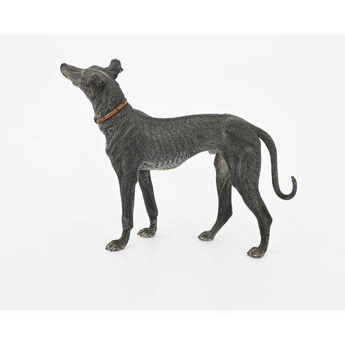 317 - An Austrian cold painted bronze figure of a greyhound, realistically modelled as a dog with collar, ... 