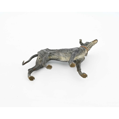 317 - An Austrian cold painted bronze figure of a greyhound, realistically modelled as a dog with collar, ... 