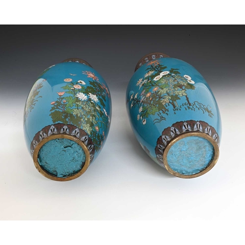 422 - A large pair of Japanese cloisonne enamel vases, shouldered for, blue ground, decorated with bouquet... 