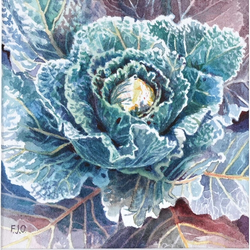 516 - Fiona Owen (British, 20th/21st Century), still life of a cabbage, signed with initials, watercolour,... 