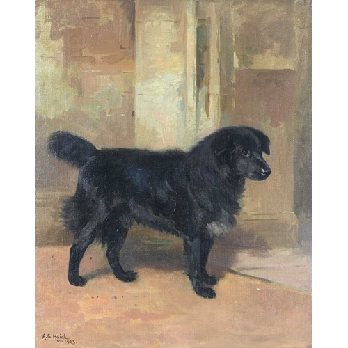 619 - Alfred Grenfell Haigh (British, 1870-1963), portrait of standing black dog, signed and dated 1923 l.... 