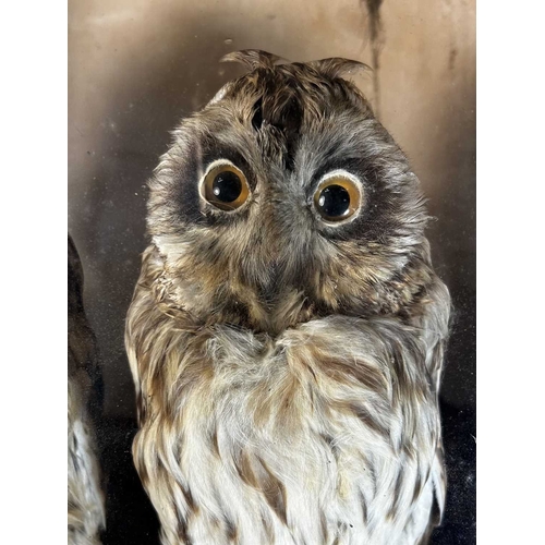 356 - Taxidermy: a pair of late 19th/early 20th century cased owls, possibly short-eared, set on a lichen-... 